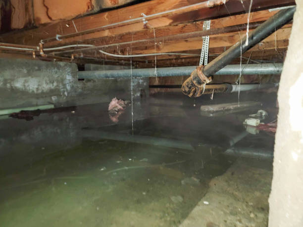 Best Water damage cleanup near me  in Prieton, NC