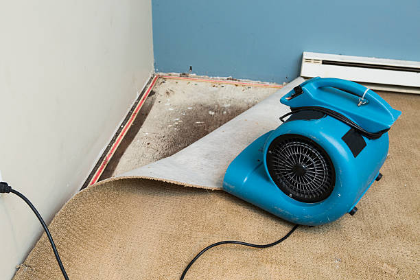 Best Basement water damage restoration  in Prieton, NC